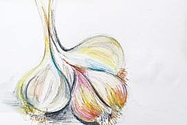 student art - picture of garlic bulb student art - picture of garlic bulb