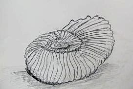 art student gallery - shell drawing art student gallery - shell drawing