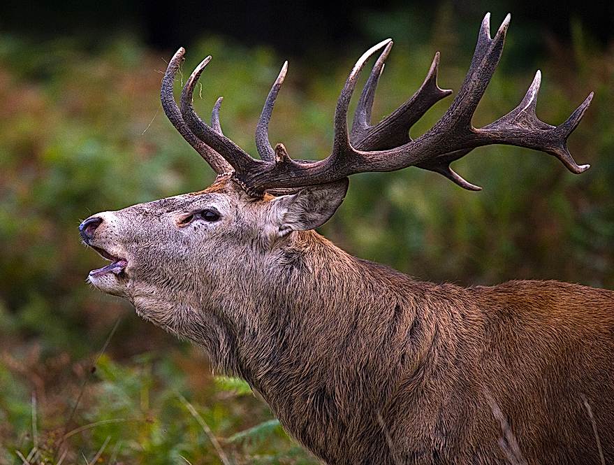 Wildlife Photography Courses