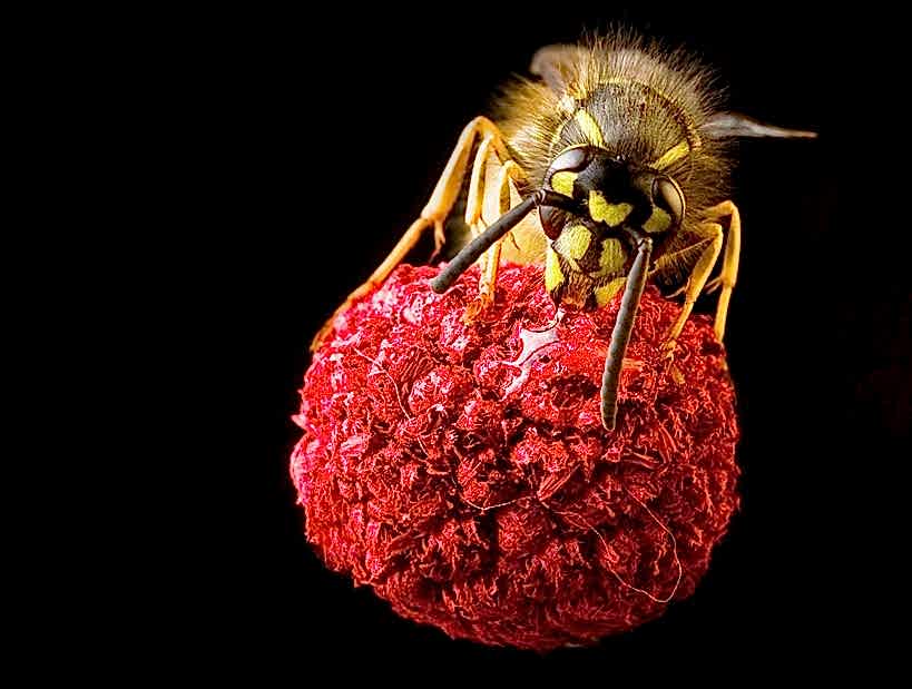 Macro Photography Courses 